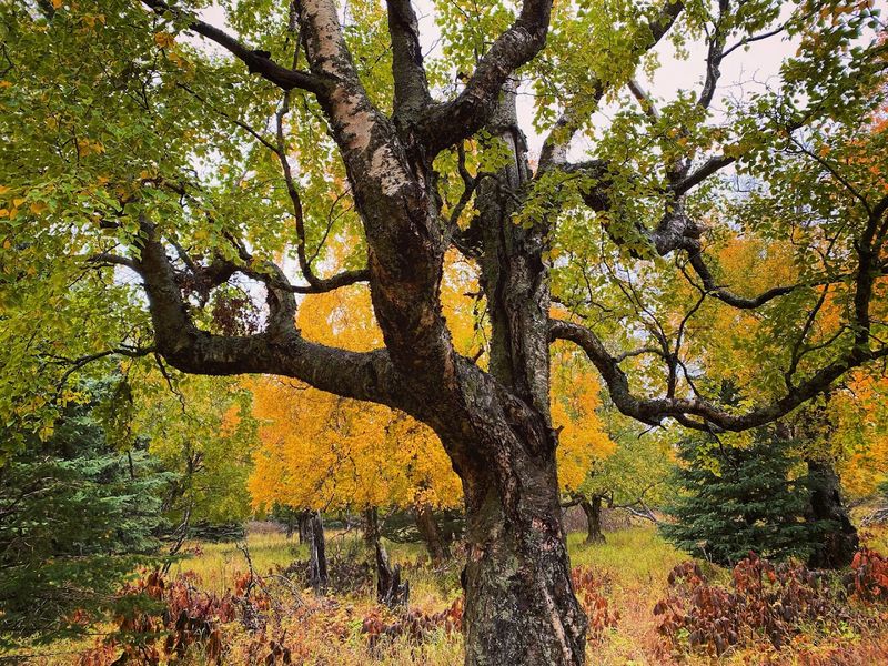 Trail Maintenance And Preserving The Natural Environment