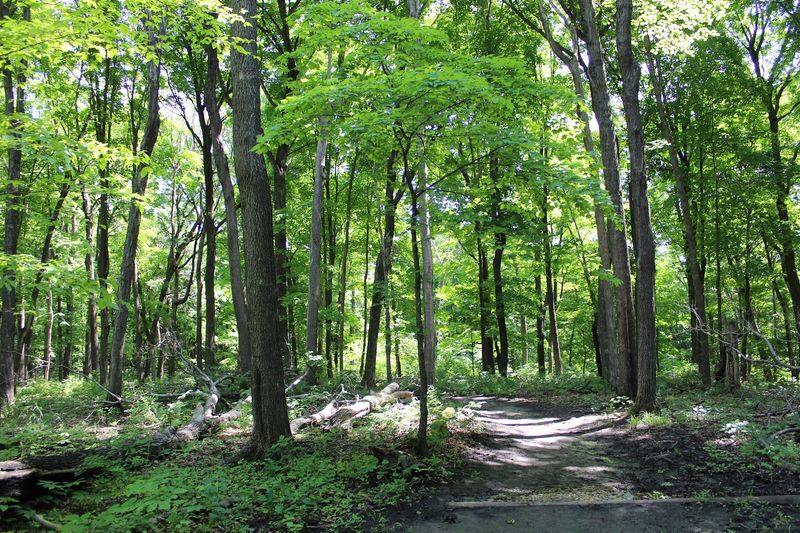 Camping Under A Canopy That Earns Its Reputation