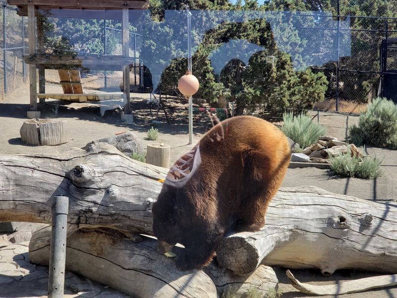 Black Bear Feedings Show How Keepers Encourage Natural Behaviour
