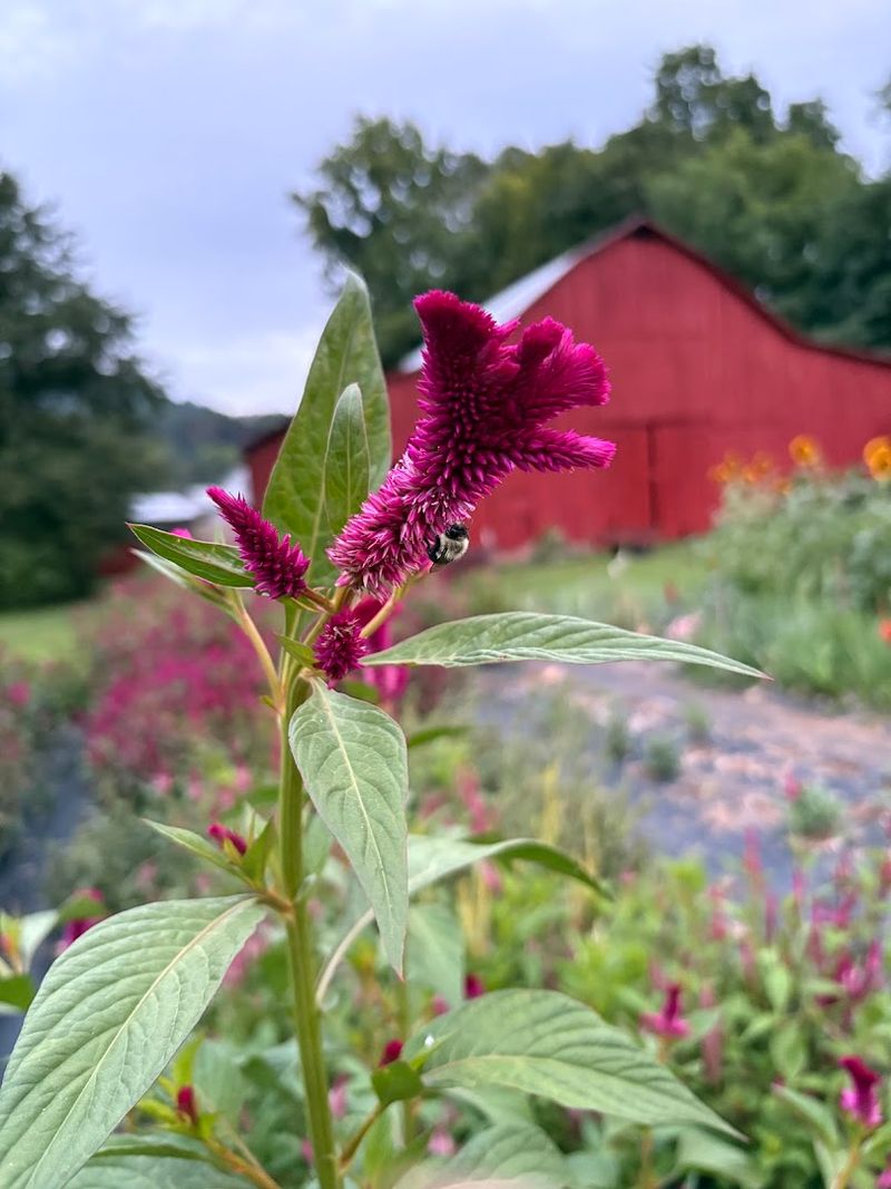 Photography And Farm Stays That Extend The Experience