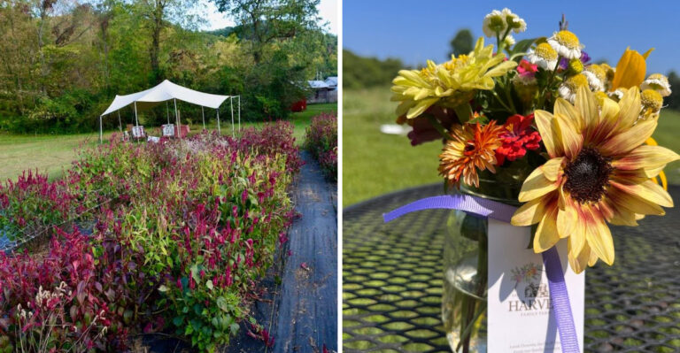 You Can Pick Your Own Colorful Bouquet At This Tennessee Flower Farm