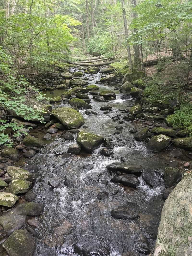 Wildlife And The Walk Down To The Brook