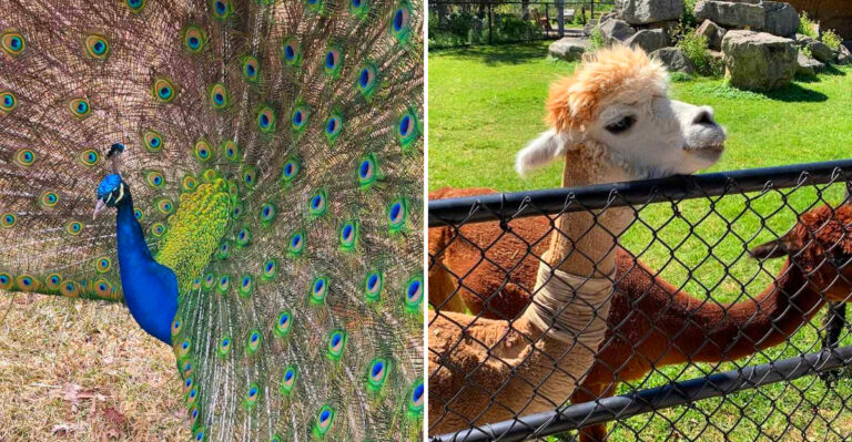 10 Family-Friendly Zoos In Wisconsin That Don’t Charge An Arm And A Leg