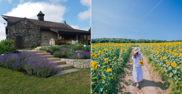 10 Massachusetts Lavender And Sunflower Farms That Make Every Mile Worth It