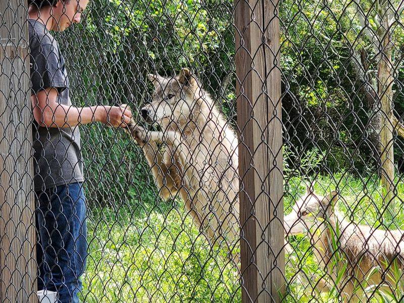 Wolf Hollow - North American Wolf Foundation, Ipswich
