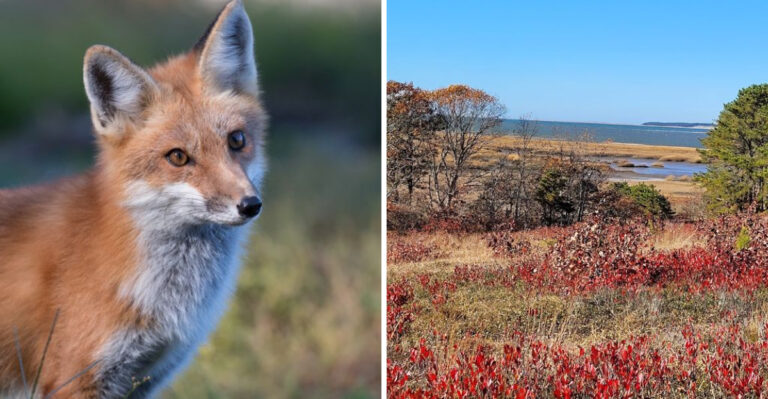 10 Massachusetts Wildlife Sanctuaries And Rescue Centers Where Animal Lovers Can Get A Closer Look