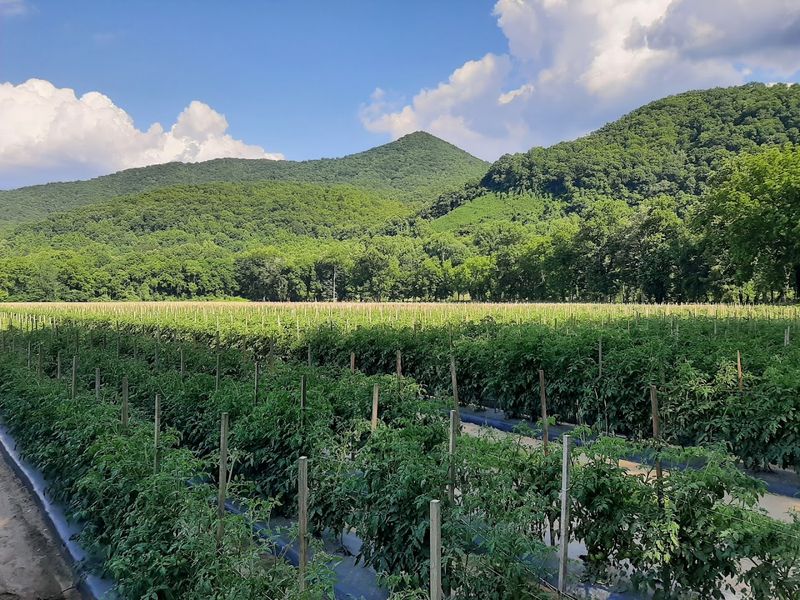 Darnell Farms, Bryson City, North Carolina