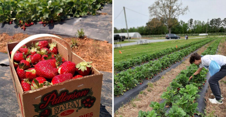 11 North Carolina Strawberry Farms So Good You Will Fill More Than One Basket