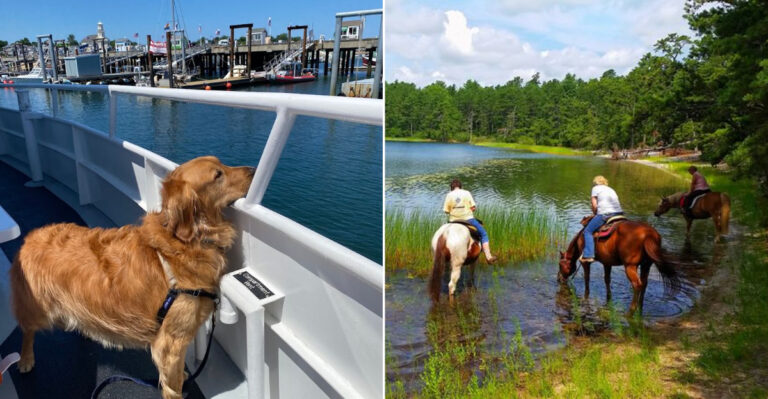 12 Pet-Friendly Places In Massachusetts Perfect For Adventures With Your Pup