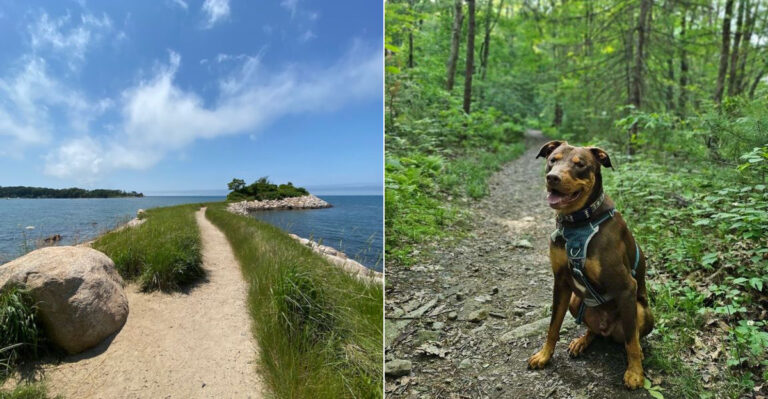 14 Dog-Friendly Trails Across Massachusetts That Belong On Your Weekend Plans
