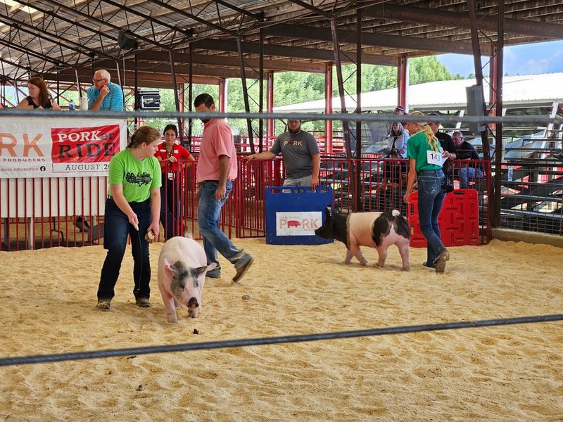 Livestock Shows Celebrate Months Of Hard Work