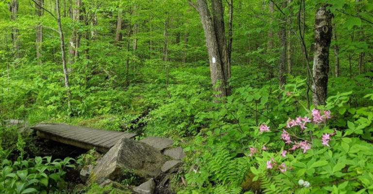 5 Areas In Massachusetts Where Timber Rattlesnakes Have Been Documented