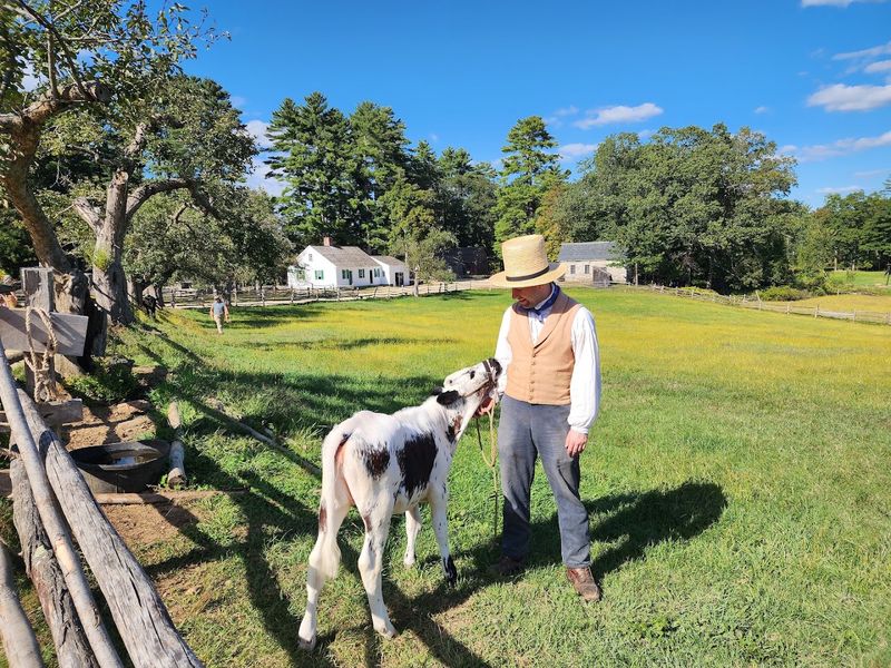 Farm Animals And Open Fields