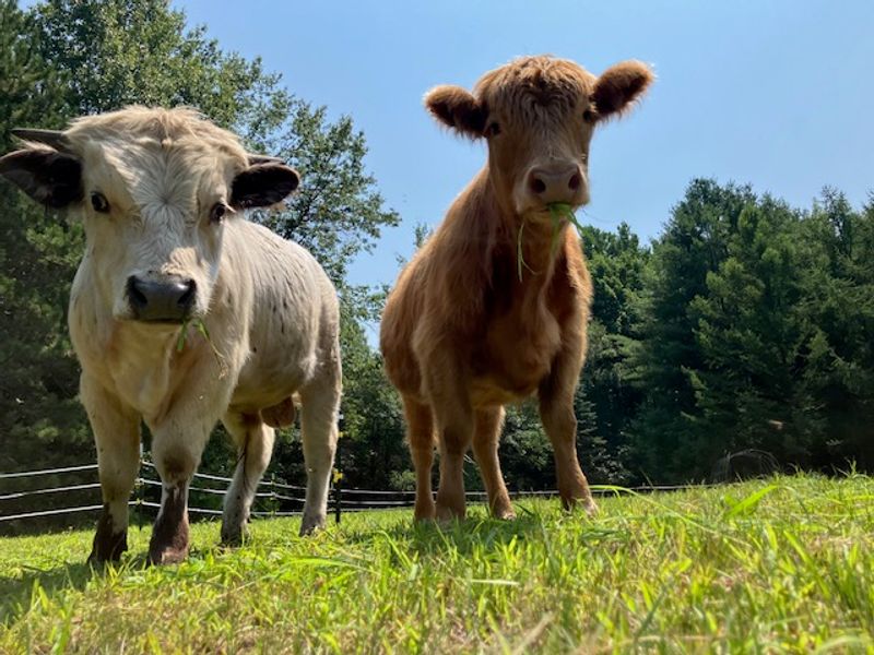 Acres Of Joy Ranch In Sobieski, WI