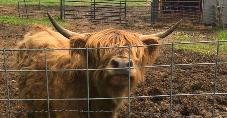 6 Places In Wisconsin Where You Can Meet Or See Scottish Highland Cows