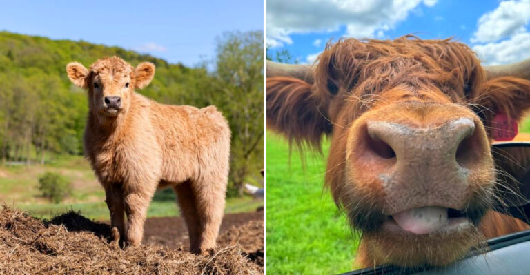 7 Places In New York Where You Can Hang Out With Adorable Scottish Highland Cows In 2026