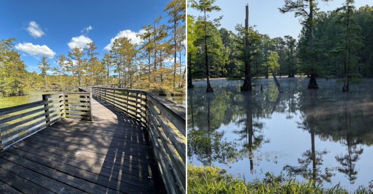 8 Areas In Mississippi Where Alligators Have Been Spotted Far From The Coast
