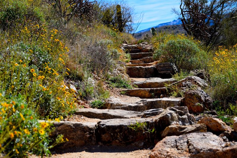 Saguaro National Park