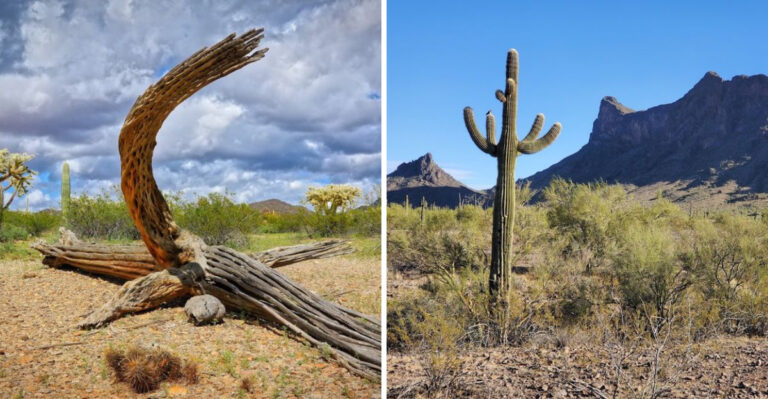 8 Arizona Areas Where Rattlesnakes Have Recently Been Spotted
