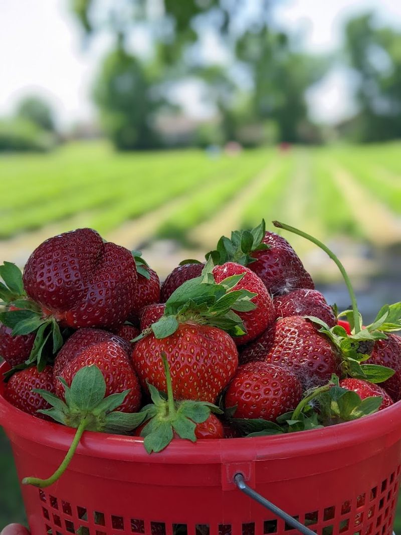 Joe's Farm