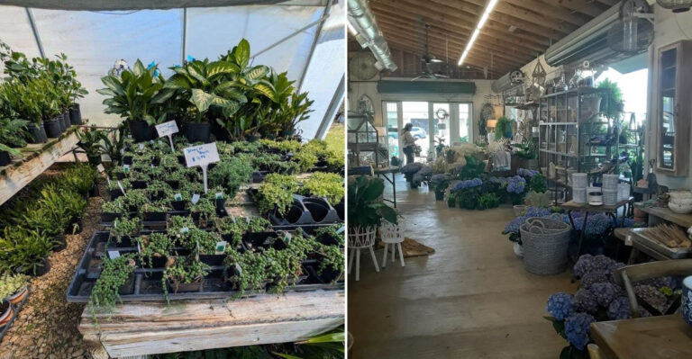 8 Mississippi Garden Centers Where Giant Greenhouses Create A Plant Lover’s Paradise