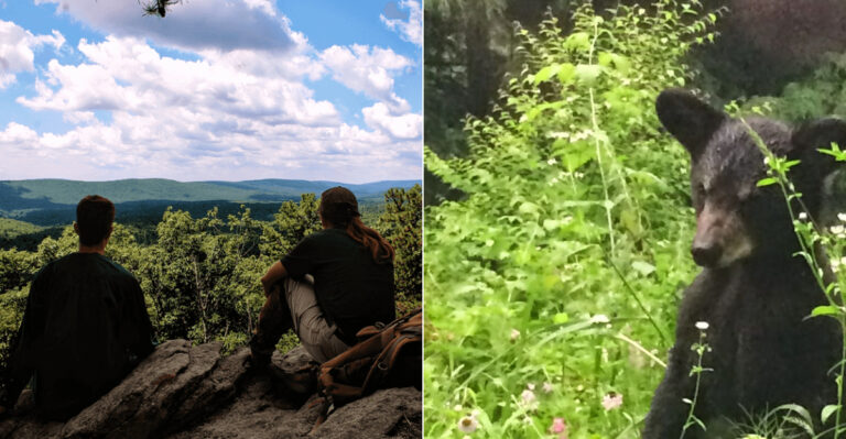 8 Pennsylvania Areas Where Black Bears Keep Showing Up This Summer