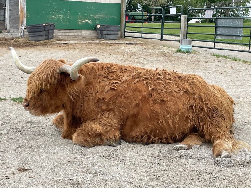 Green Meadows Petting Farm