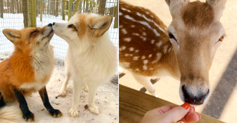 8 Petting Farms And Barnyard Adventures Across Wisconsin