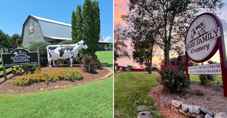 8 Tennessee Dairy Destinations Where Visitors Can Taste Fresh Cheese And Local Products