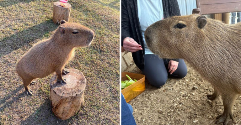 8 Tennessee Spots Where You Can See Capybaras Up Close
