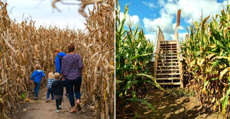 9 Fall Corn Mazes In Wisconsin Built For Getting Delightfully Lost