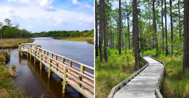 9 Mississippi Boardwalks That Carry You Over Swamps, Wetlands, And Ancient Cypress Country