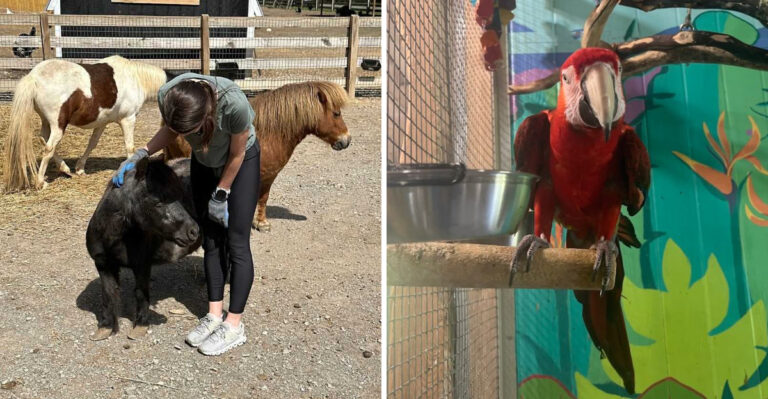 9 Tennessee Wildlife Sanctuaries And Rescue Centers Built For Animal Lovers