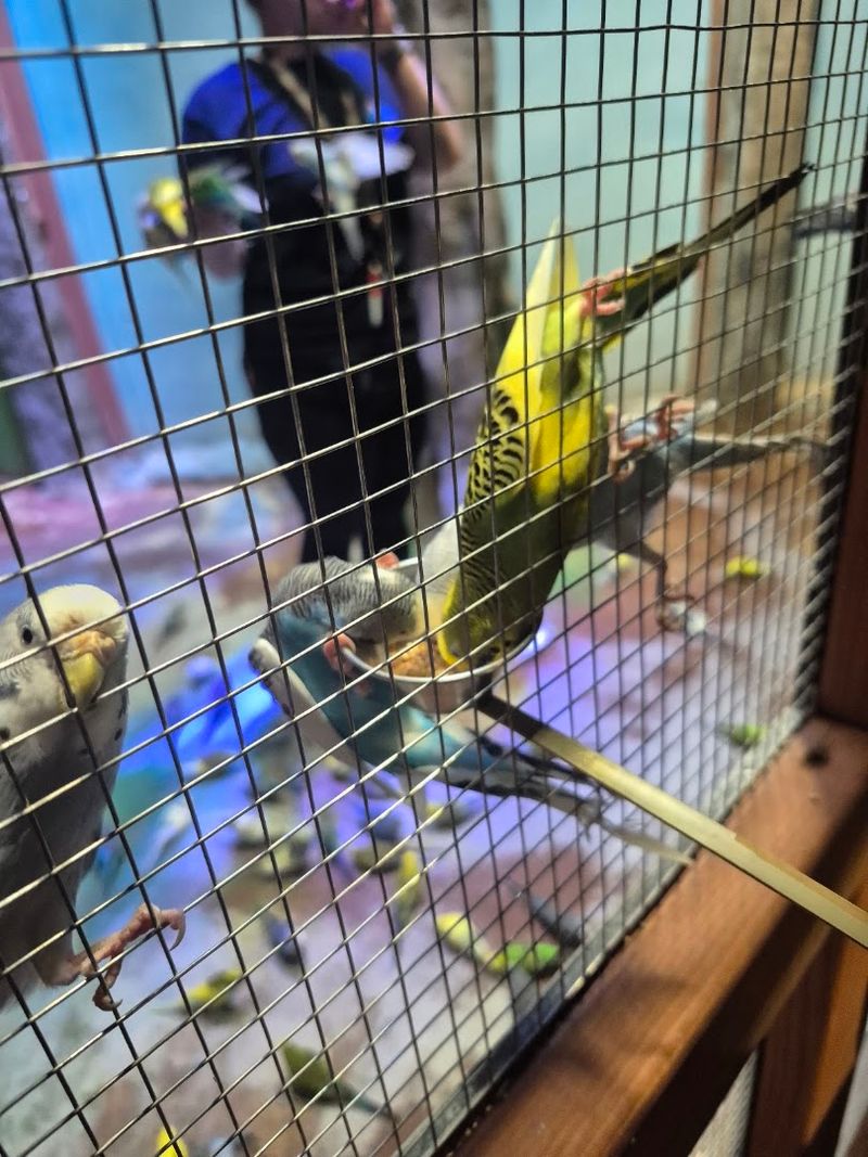 Colorful Birds, Playful Personalities, And Plenty Of Energy