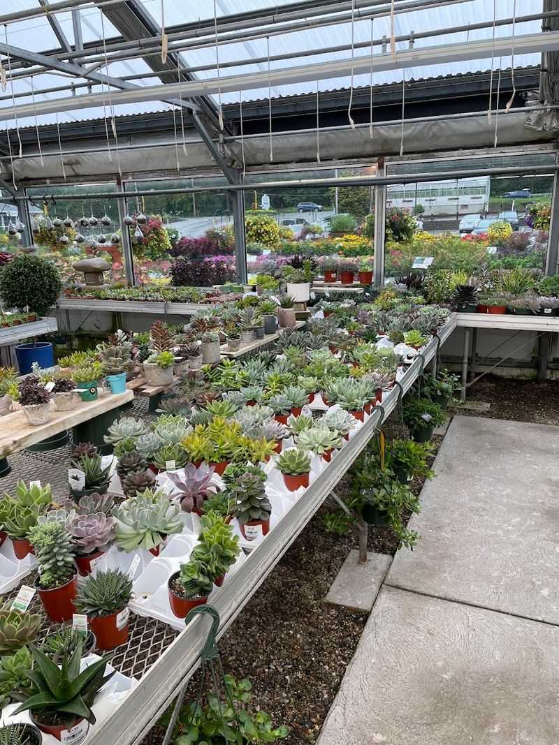 Where Greenhouses Blossom Into An Experience