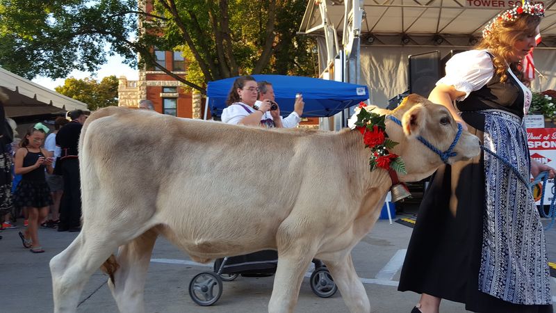 The Cow Parade That Steals The Show Every Time
