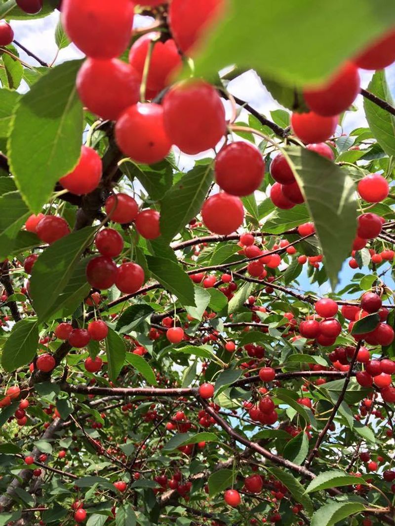 Planning Around Peak Cherry Season