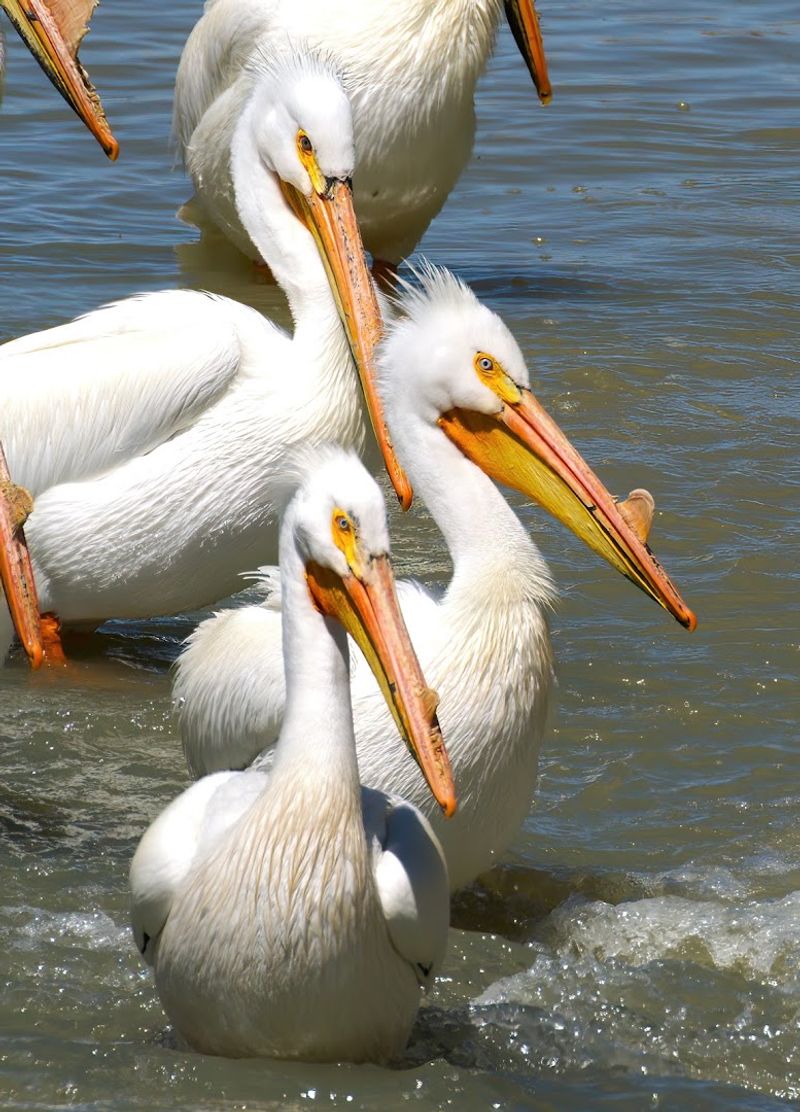 Understanding The Pacific Flyway And Why This Refuge Matters