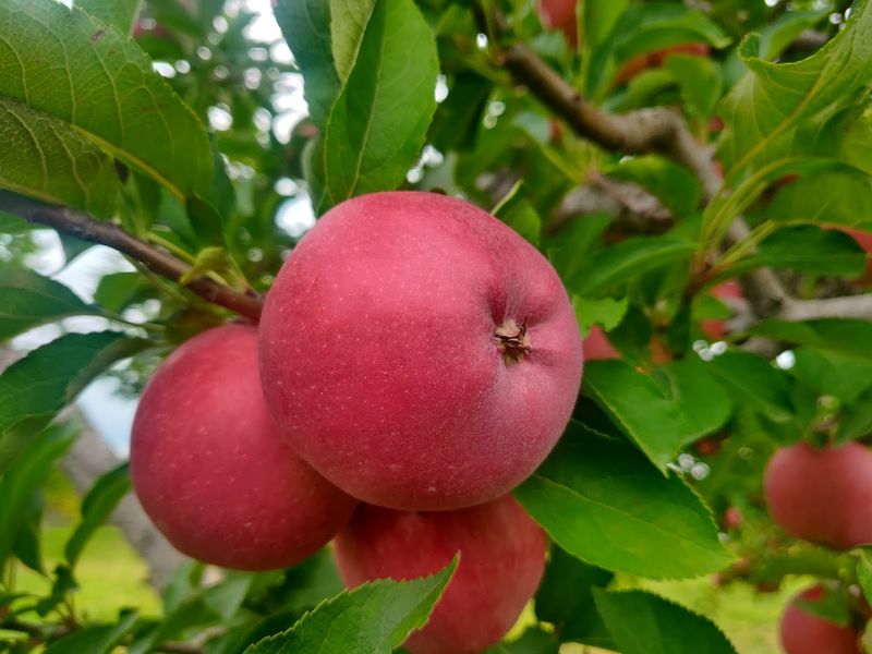More Than 20 Apple Varieties Keep Every Visit Interesting