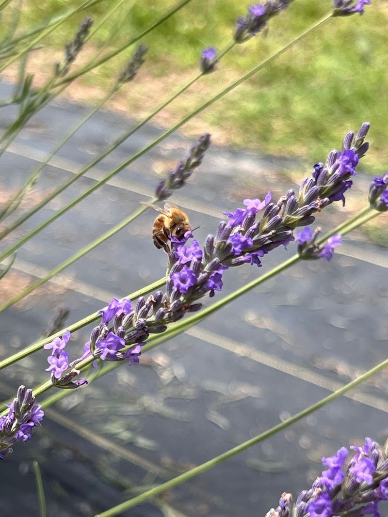 The Best Time To Visit For Peak Lavender Blooms