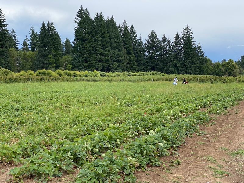 Checking The Daily Harvest Helps You Catch Your Favorite Berries