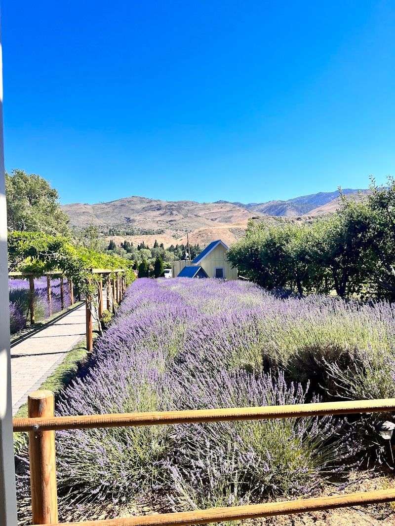 The Purple Peak Season Worth Planning Around