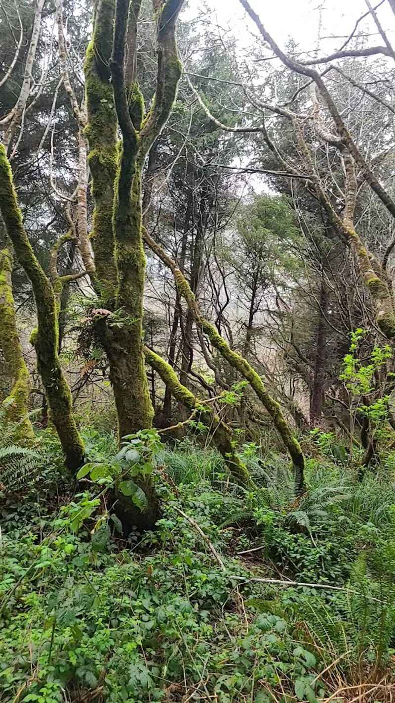 The Yurok Loop And The History Beneath Your Feet