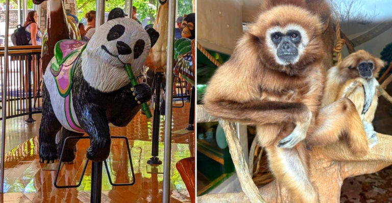A Free Zoo In Madison, Wisconsin Where Kids Can Ride A Century-Old Carousel
