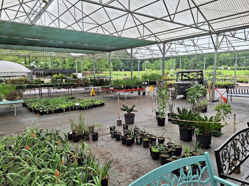 Roses, Tropicals, And Trees That Stop You In Your Tracks