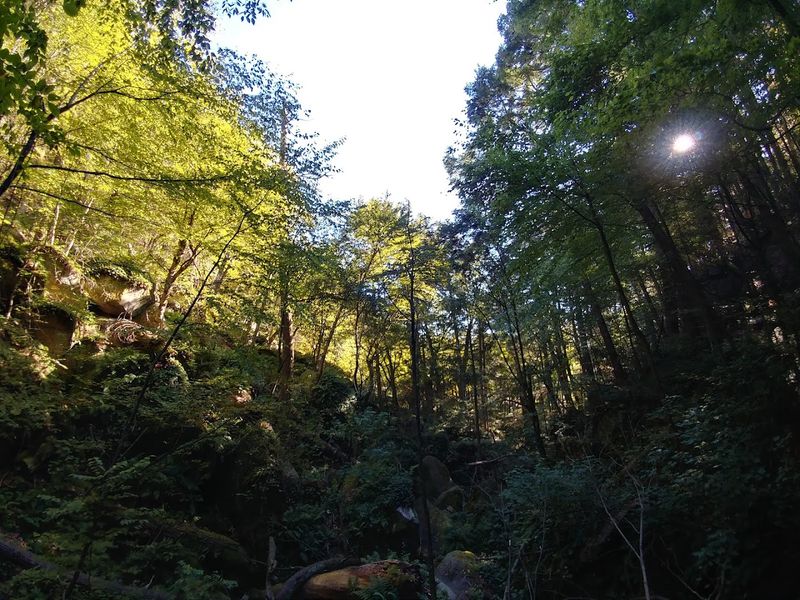 Ancient Sentinels Of The Gorge