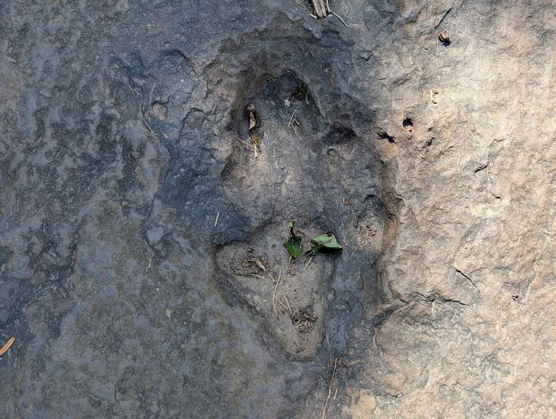 Paleontological Discoveries Unfolded