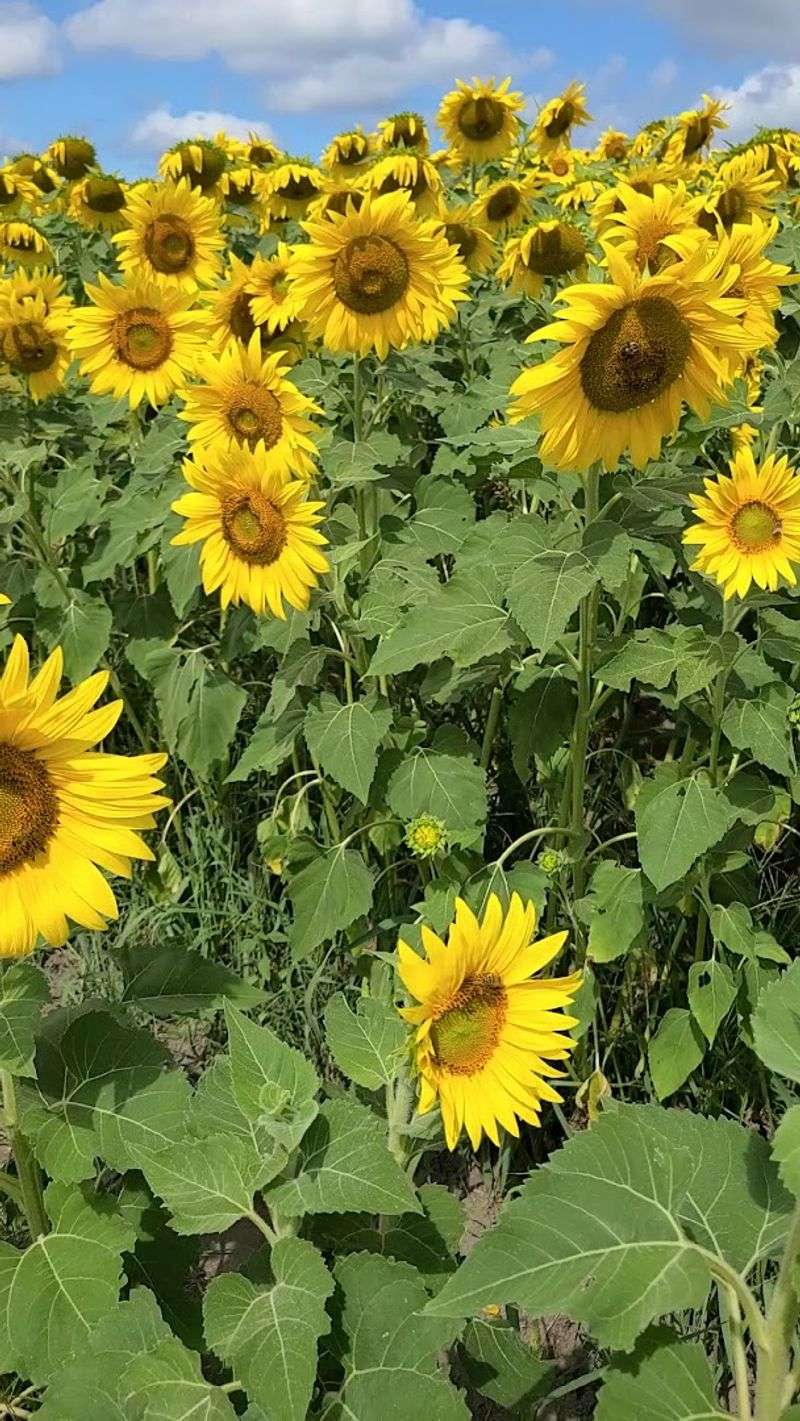 The Ancestry Of Sunlight And Soil