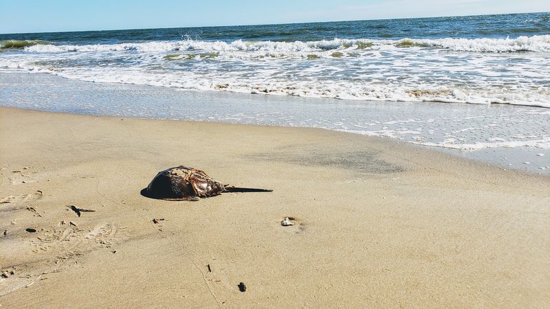 Beachcombing Rewards That Keep Visitors Coming Back