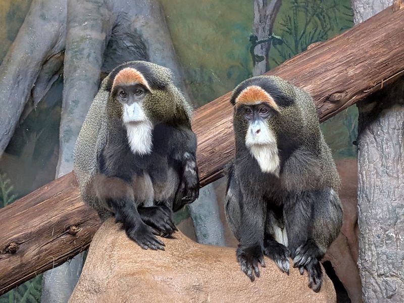 Origins Of A Community's Menagerie
